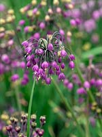 Allium cernuum - Lady's Leek