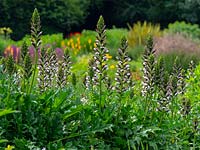 Acanthus mollis - Bear's Breeches - in foreground, flower border beyond