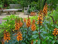 Isoplexis canariensis - Canary Foxglove - in a bed, seating area beyond