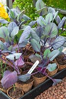 Cabbage 'Drumhead Red' plants in fibre pots