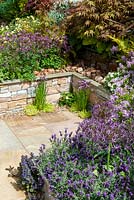 Corner of raised border with Acer, Potentilla, Stachys byzantina, Hostas, Aquilegia, Chives, French Lavender, Alliums, and Dwarf Lilac - RHS Chelsea Flower Show