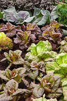 Assorted Lettuces - Red Iceberg, Dixter, Infrared and L'Orra Rossa.