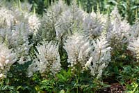 Astilbe chinensis 'Vision in White' - Chinese Astilbe