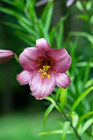 Lilium 'Pink perfection' - Trumpet lily 
