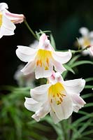 Lilium regale - Regal lily