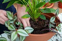 Potting an Anthurium andraeanum into a large bowl container with Tradescantia zebrina