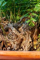 Hairy rhizomes root system of indoor fern Davallia mariesii - Squirrel's Foot Fern 