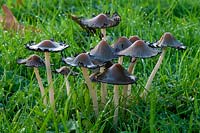 Coprinellus micaceus - The Glistening Inkcap Fungus in lawn. 