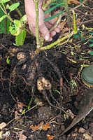 Person lifting and storing Dahlia - Digging up tuberous root system. 