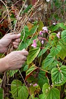 Clearing dead stems away from the foliage of Begonia grandis subsp. evansiana