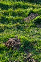 Molehills in long grass. 