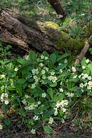  Primula vulgaris - Primrose in woodland. 