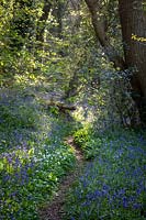 Shady woodland with Bluebells and Wild Garlic, East Portlemouth, South Devon, UK. 