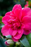 Camellia 'Althea Flora'