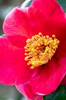 Camellia japonica 'Merry Christmas'