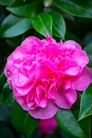 Camellia x williamsii 'Tristram Carlyon' - Camellia 'Tristram Carlyon'