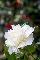 Camellia japonica 'Leonora Novick' - Camellia 'Leonora Novick'