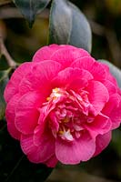 Camellia japonica 'Alexander Black' - Camellia 'Alexander Black'