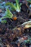 Erithacus rubecula - Robin - looking for worms around recently lifted Cichorium intybus roots - Chicory. 