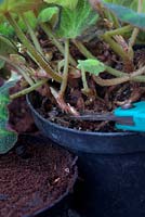 Begonia soli-mutata - propagation by stem cuttings