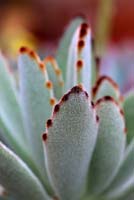 Kalanchoe tomentosa - Chocolate soldier