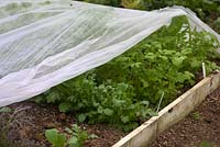 Raised bed planted with Brassica rapa var. niposinica and Brassica alba - Mizuna and White Mustard greens. 