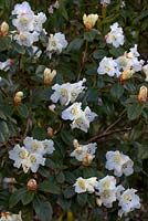 Rhododendron 'Cilpinense' 