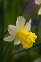 Narcissus 'Peeping Jenny' - Daffodil 'Peeping Jenny'