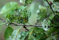 Pittosporum tenuifolium 'Irene Paterson' with a heavy infestation of green scale insects - Coccus viridis and the associated sooty mould.