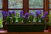 Hyacinthus orientalis 'Delft Blue' flowering on a windowsill. 