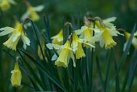 Narcissus 'W.P. Milner' - Daffodil 'W.P. Milner'