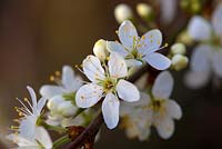 Prunus insititia 'Merryweather Damson'  - Plum 'Merryweather Damson'