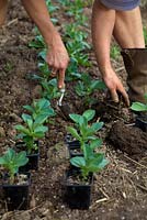 Woman gardener planting out pot grown Broad Beans in early spring - Vicia faba 'Witkiem Manita' AGM