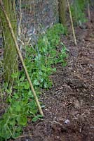 Pisum sativum - Peas with chicken wire mesh to provide initial support and prevent bird damage