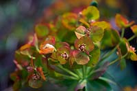 Euphorbia rigida AGM - bronze tints of fading flowers