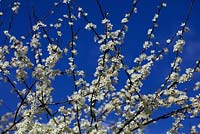 Prunus insititia 'Merryweather Damson' C against a blue sky