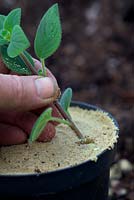 Taking internodal cuttings of Streptocarpus saxorum AGM in spring and placing into sand around the edge of a pot