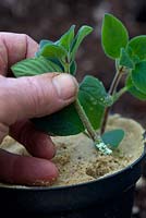 Taking internodal cuttings of Streptocarpus saxorum AGM in spring and placing into sand around the edge of a pot