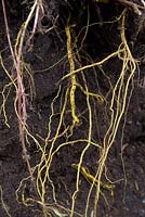The roots of nettle - Urtica dioica are a distinctive yellow colour