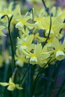 Narcissus 'Hawera' 5 AGM