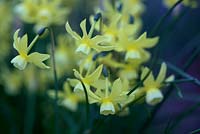 Narcissus 'Hawera' 5 AGM