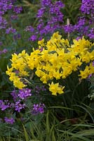 A pot of Narcissus 'Sunlight Sensation' has been moved to compliment a sward of Lunaria annua - Honesty