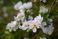 Exochorda x macrantha 'The Bride' AGM blossom 