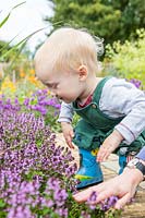 Young toddler looking at flowers on thyme border edging