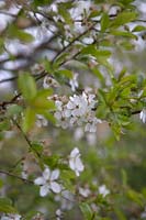 Mirabelle Plum Tree, Prunus Domestica blossom.