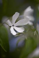 Phlox divaricata  'White Perfume'