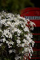 Clematis montana by old fashioned British Phone Box.