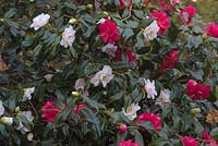 Camellia japonica 'Lady Vansittart' - red and white flowers are on a single plant