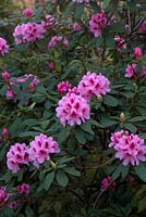 Rhododendron 'Mrs G.W. Leak'