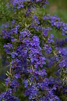 Rosmarinus officinalis - blue form of Rosemary